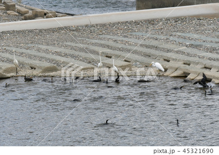 サギ・シラサギ・カワウ・共同・狩場・食事 サギ・シラサギ・カワウ・共同・狩場・食事 45321690