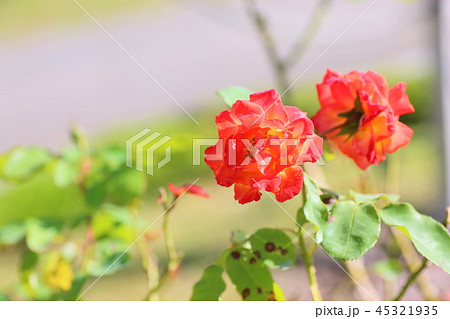 バラの花 ふれ太鼓 バラの花 ふれ太鼓 45321935
