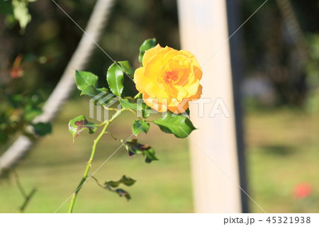 バラの花　サハラ98 45321938