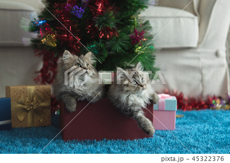 Cute kitten in christmas 45322376