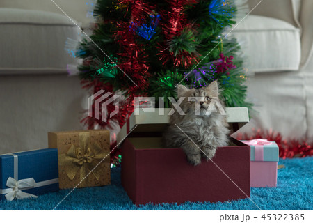 Cute kitten in christmas Cute kitten in christmas 45322385