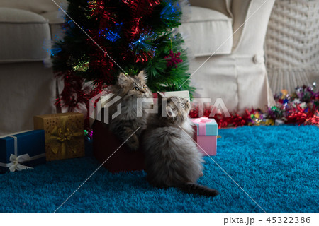 Cute kitten in christmas 45322386