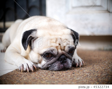 portraits photo of a lovely white fat cute pug dog 45322734