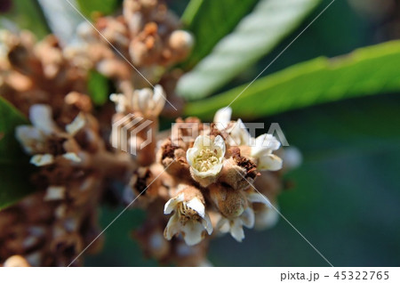 ビワの花 45322765