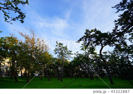 函館 湯川黒松林公園 函館 湯川黒松林公園 45322887