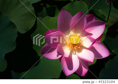 ハスの花 45323104