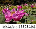 蓮 45323108