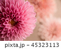 ピンクのダリア 45323113