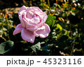 ピンクのバラ 45323116