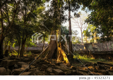 Ta Prohm Ta Prohm 45323271