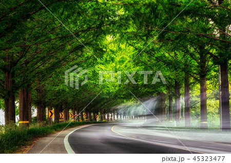 damyang metasequoia damyang metasequoia 45323477