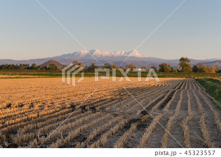 夕陽を浴びる大雪山 夕陽を浴びる大雪山 45323557