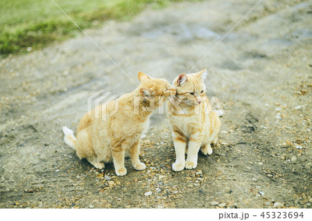 猫 キスの写真素材