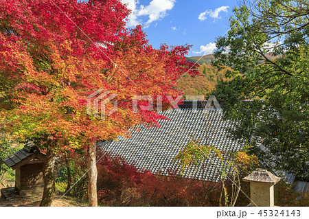 安国寺　ドウダンツツジの紅葉 45324143