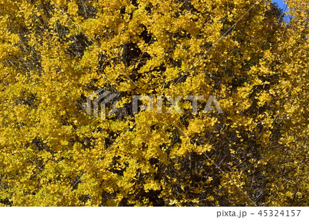 イチョウの黄葉(背景素材) イチョウの黄葉(背景素材) 45324157