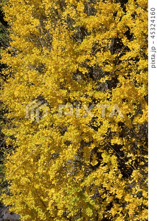 イチョウの黄葉(背景素材) イチョウの黄葉(背景素材) 45324160