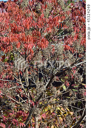 紅葉した漆の実(背景素材) 紅葉した漆の実(背景素材) 45324249