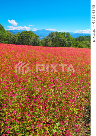 赤そばの花 45324348