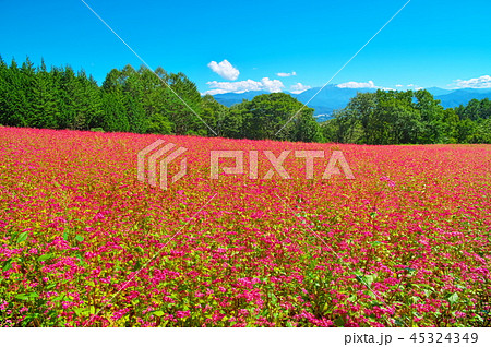 赤そばの花 45324349