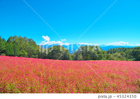 赤そばの花 45324350