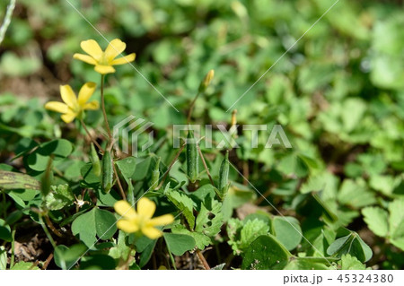 カタバミの実 45324380