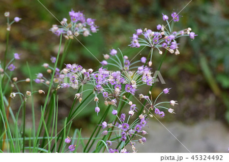 ニラの花(背景素材) ニラの花(背景素材) 45324492