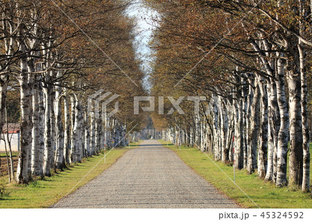 十勝牧場白樺並木（北海道音更町） 45324592