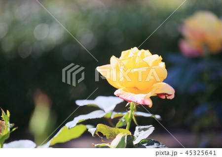 バラの花　ベラローマ 45325641
