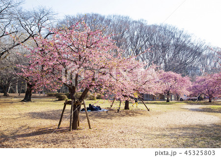 代々木公園　河津桜 45325803