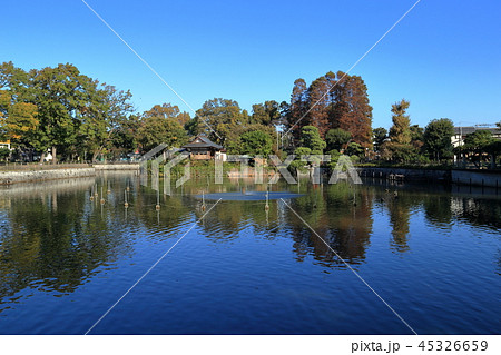 碑文谷公園　快晴　青色2 45326659