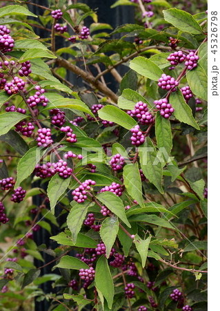 コムラサキ 45326798