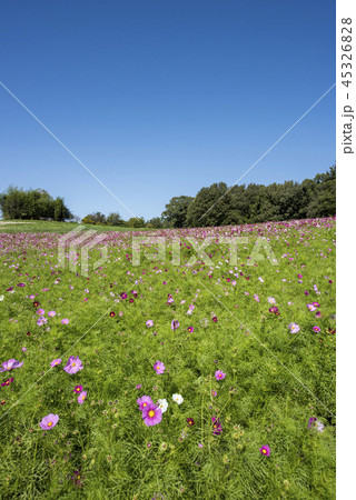 コスモス畑 45326828