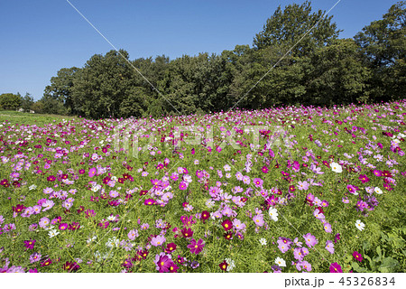 コスモス畑 45326834