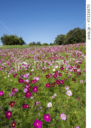 コスモス畑 45326870