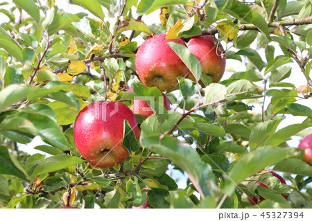 リンゴ リンゴ 45327394