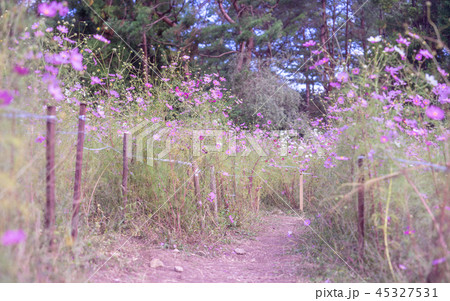 コスモス畑 45327531