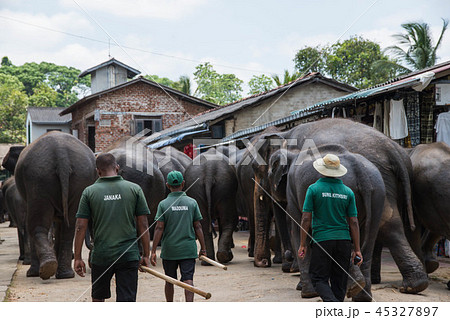 スリランカ　ゾウ 45327897