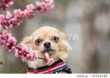 梅の花と犬 梅の花と犬 45328188