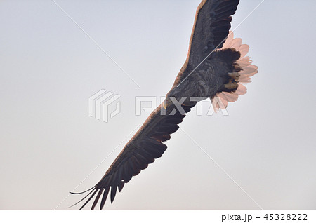 朝焼けとオジロワシ（北海道・羅臼） 45328222