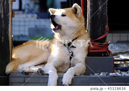 紅葉の角館町　武家屋敷の秋田犬 45328636