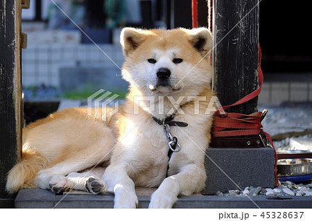 紅葉の角館町　武家屋敷の秋田犬 45328637
