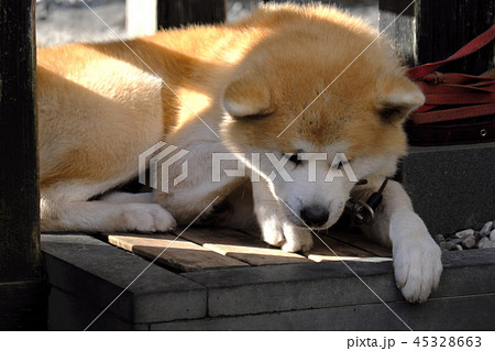 紅葉の角館町　武家屋敷の秋田犬 45328663