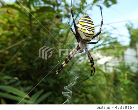 ナガコガネグモ ナガコガネグモ 45329167
