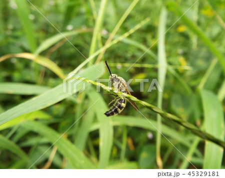 キンケハラナガツチバチ 45329181