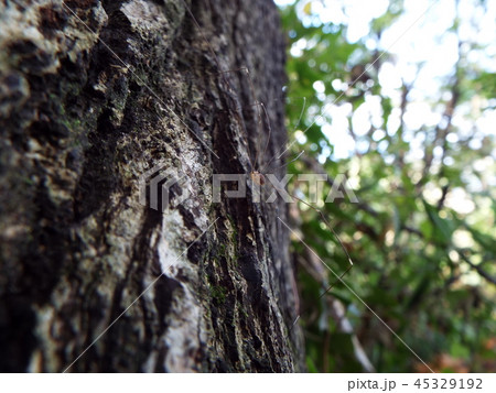 ザトウムシ ザトウムシ 45329192