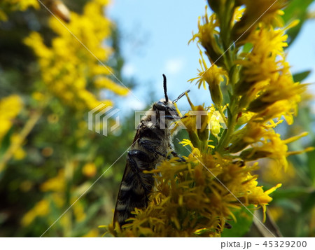 キンケハラナガツチバチ 45329200