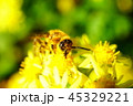 キクタニギクの花粉を集めるハラナガツチバチと思われる虫 45329221