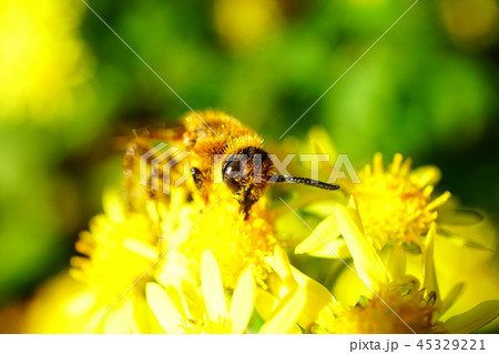 キクタニギクの花粉を集めるハラナガツチバチと思われる虫 キクタニギクの花粉を集めるハラナガツチバチと思われる虫 45329221