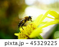 ツワブキで花粉を集めるハナアブ 45329225
