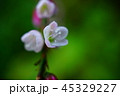 サクラタデ 45329227